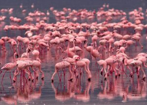 flamingos in lake nakuru national park
