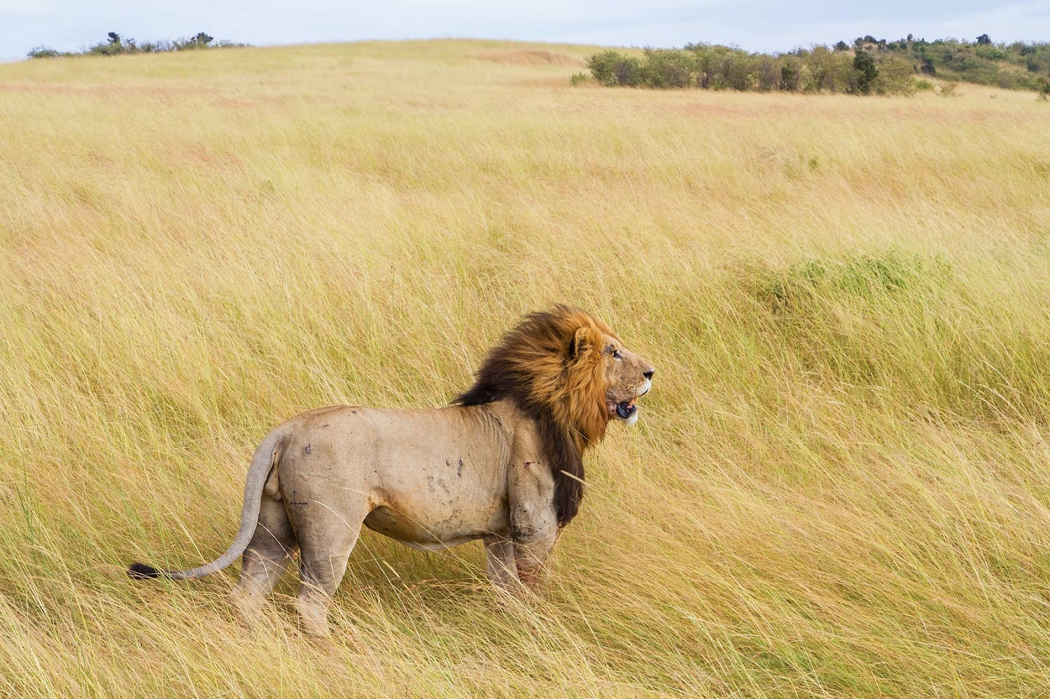 lion maasai mara