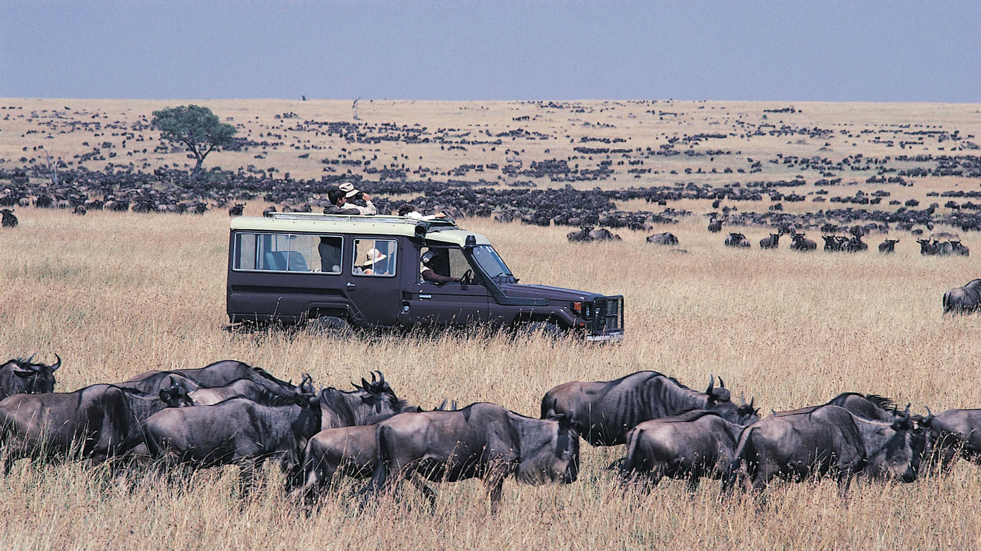 maasai mara national reserve maasai mara national reserve