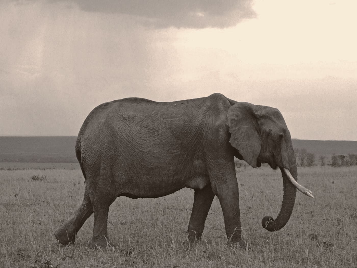 african elephant masai mara