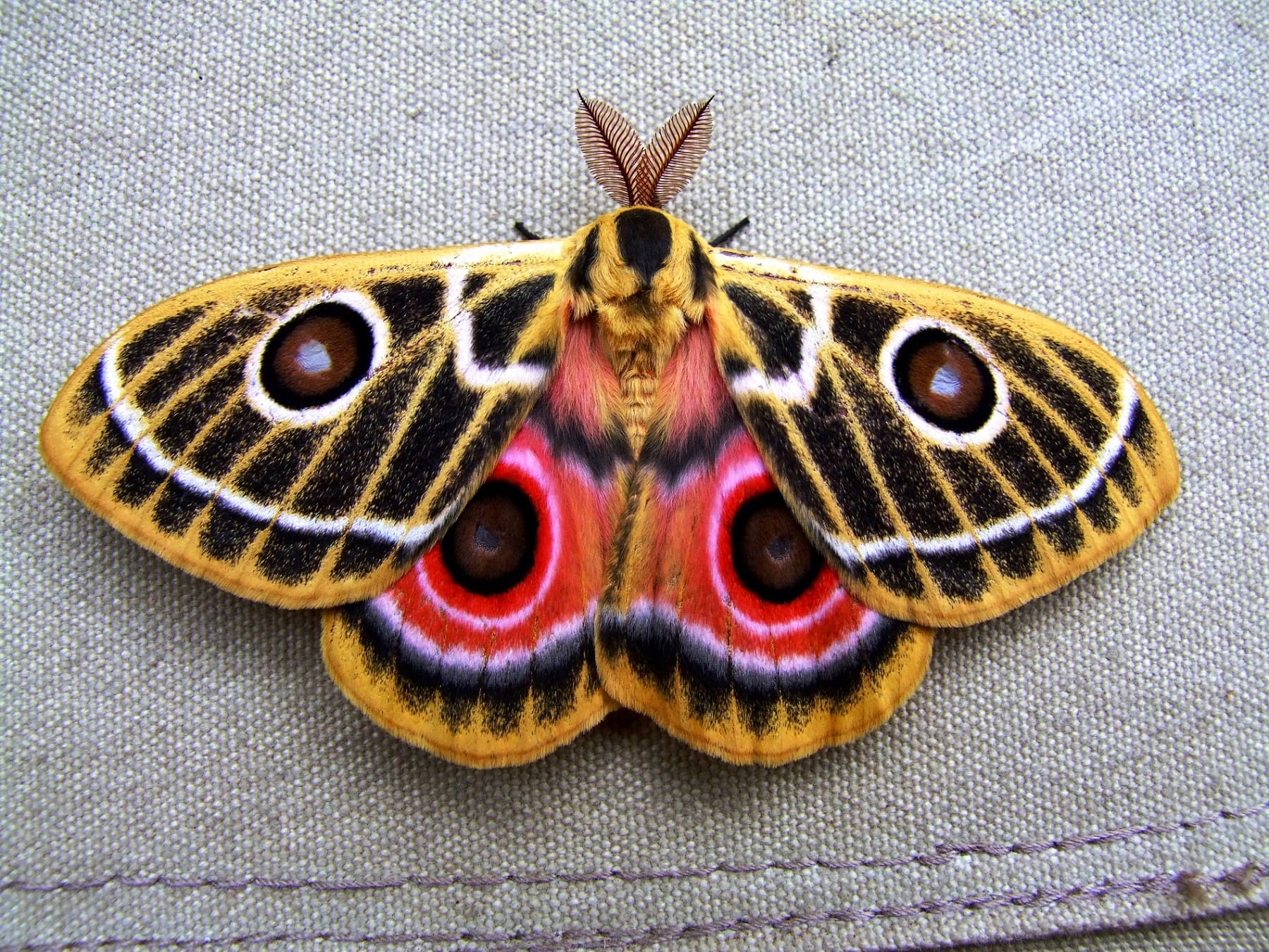 african moth masai mara