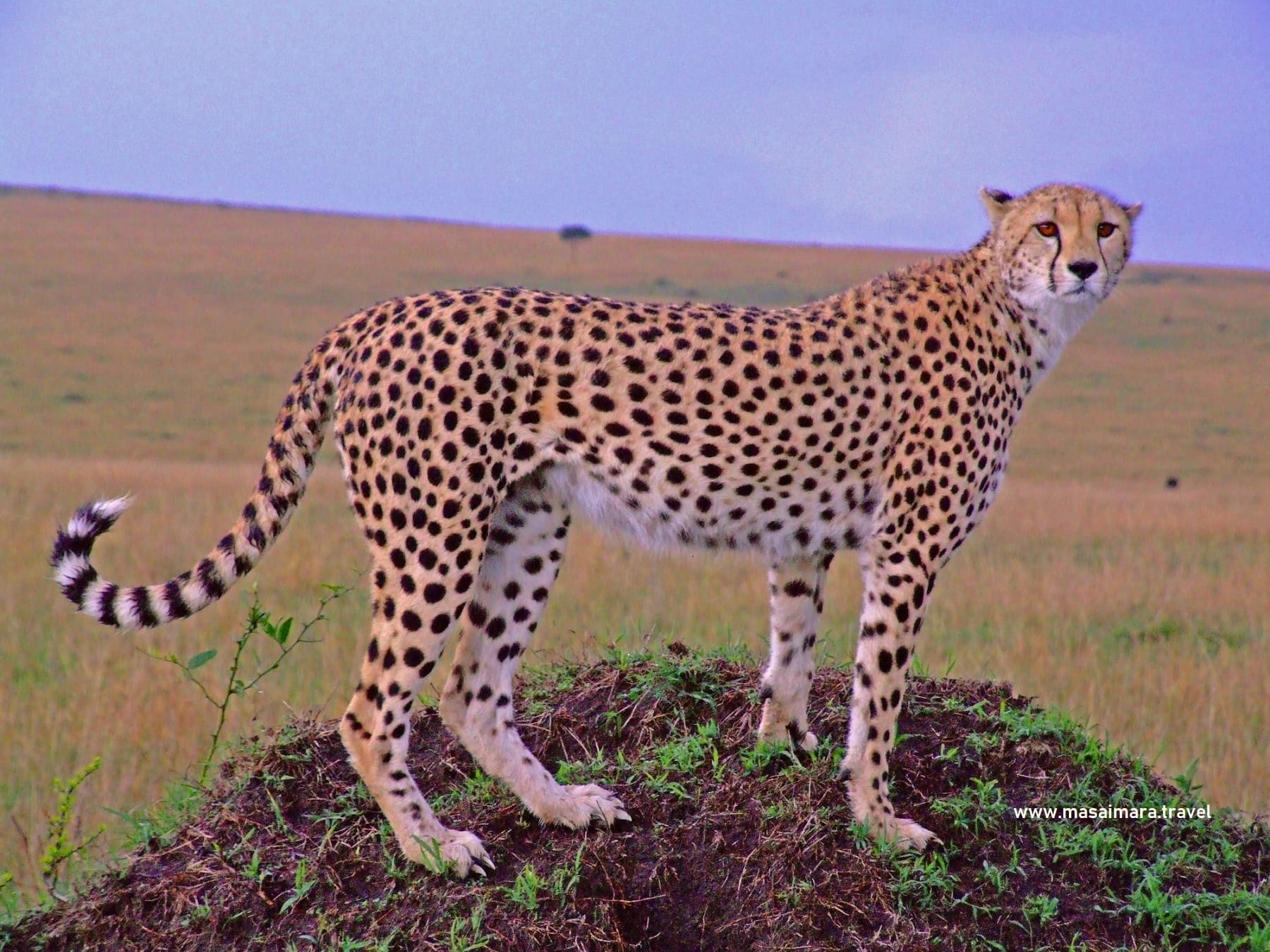 animals in masai mara