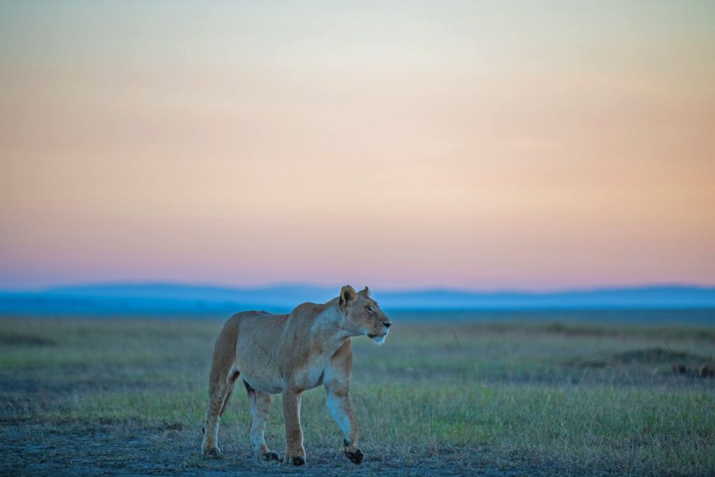 beautiful picture lioness masai mara