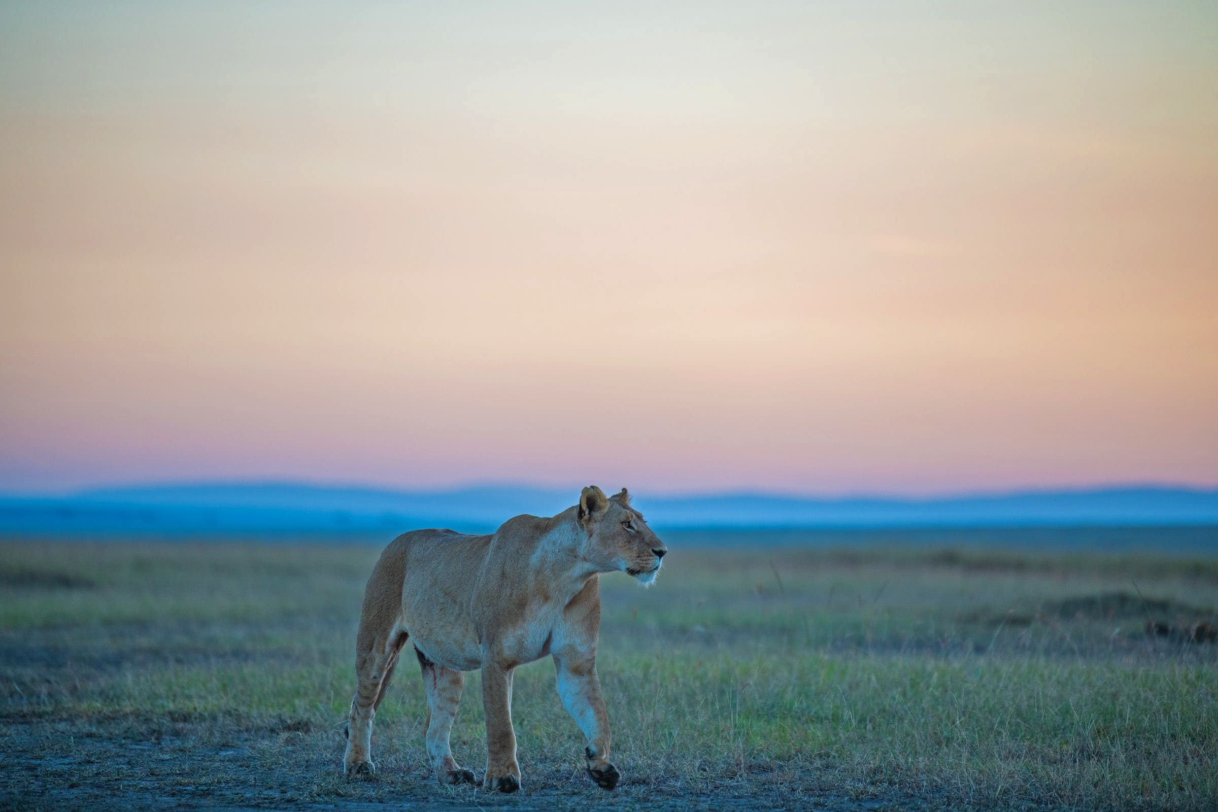 beautiful picture lioness masai mara