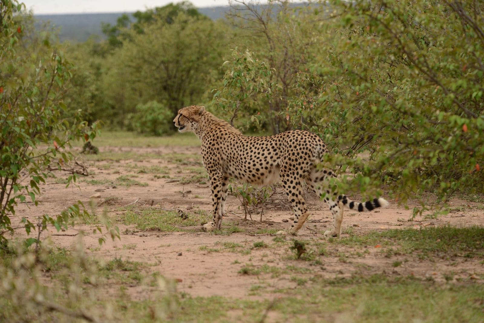 cheetah olerai conservancy masaimara