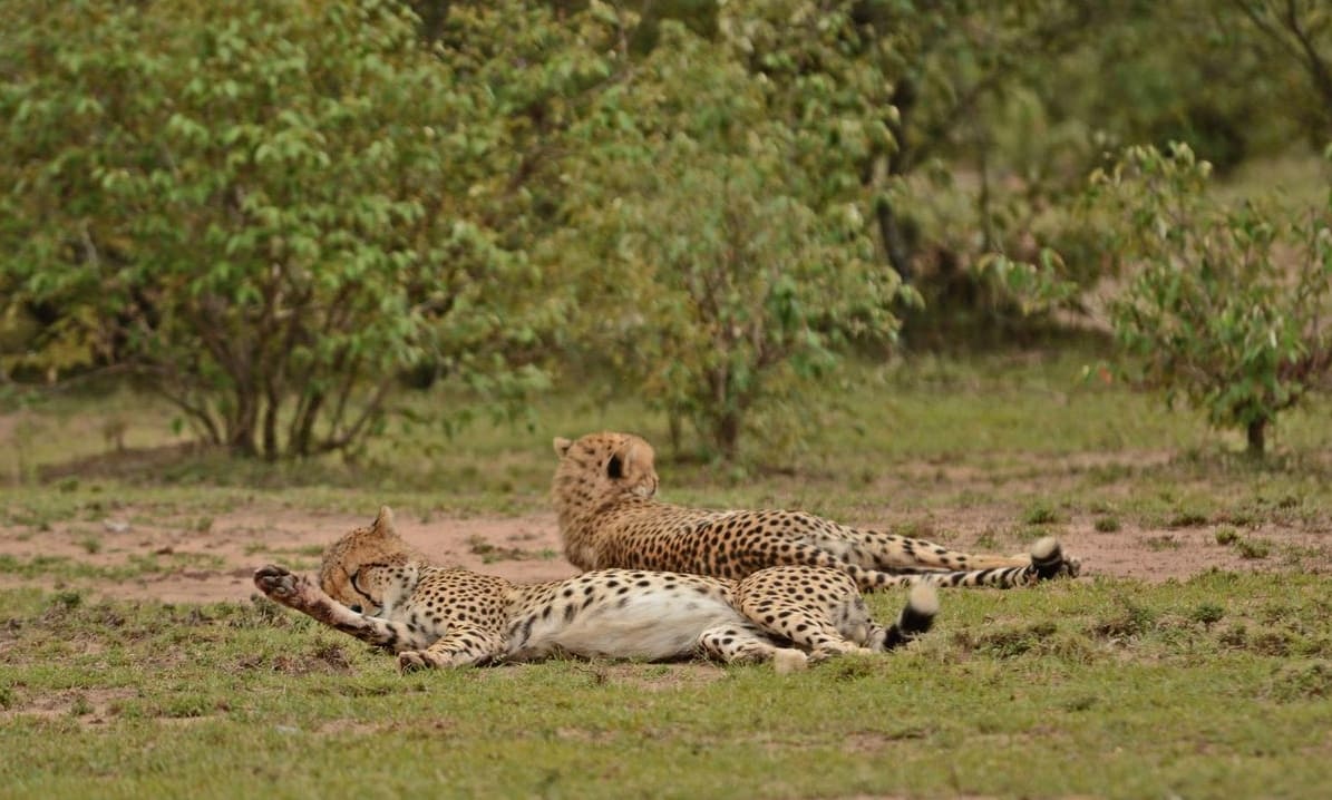 cheetahs sleeping olerai conservancy masaimara