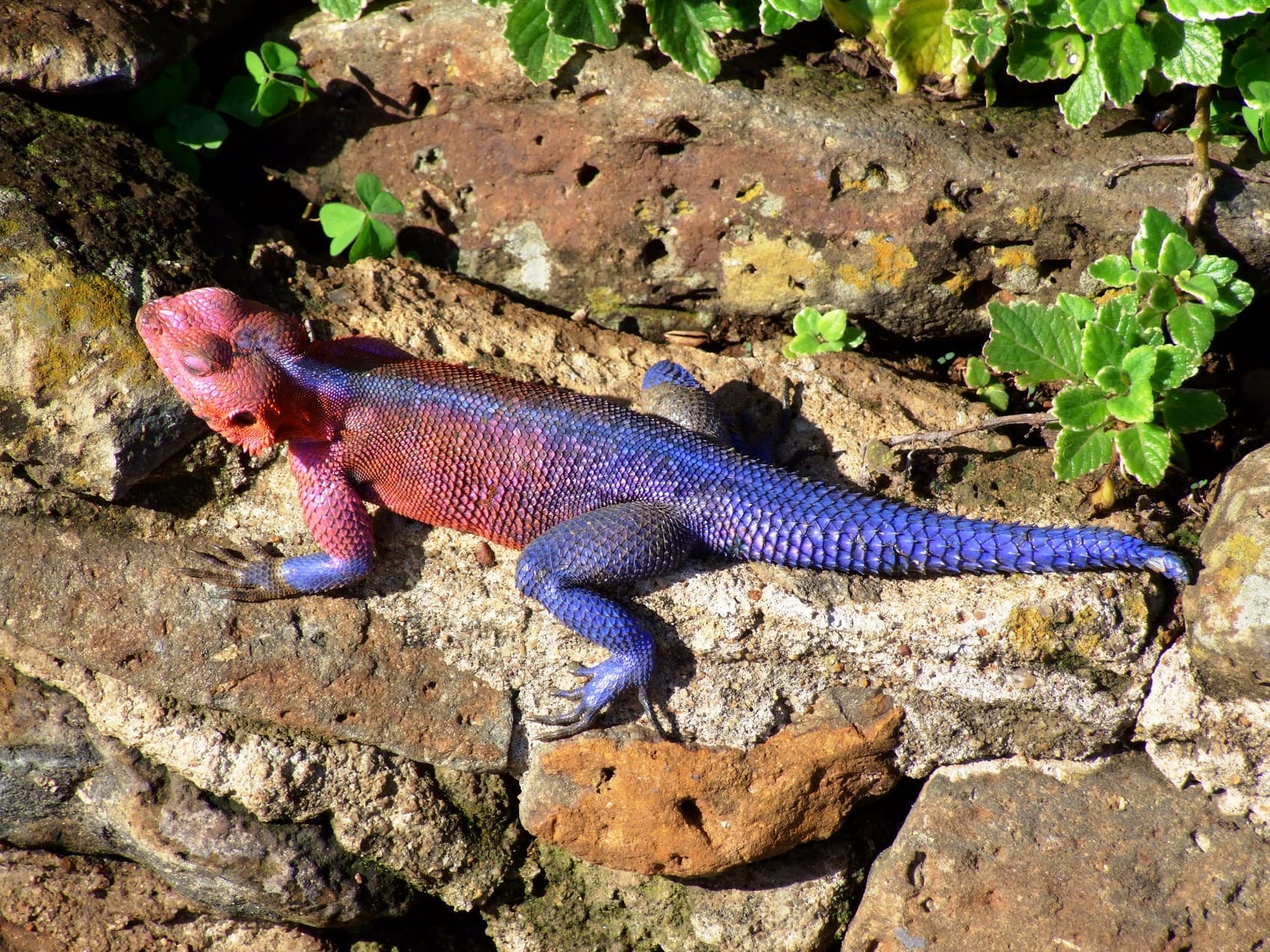 colorful beautiful agama rock lizard masai mara
