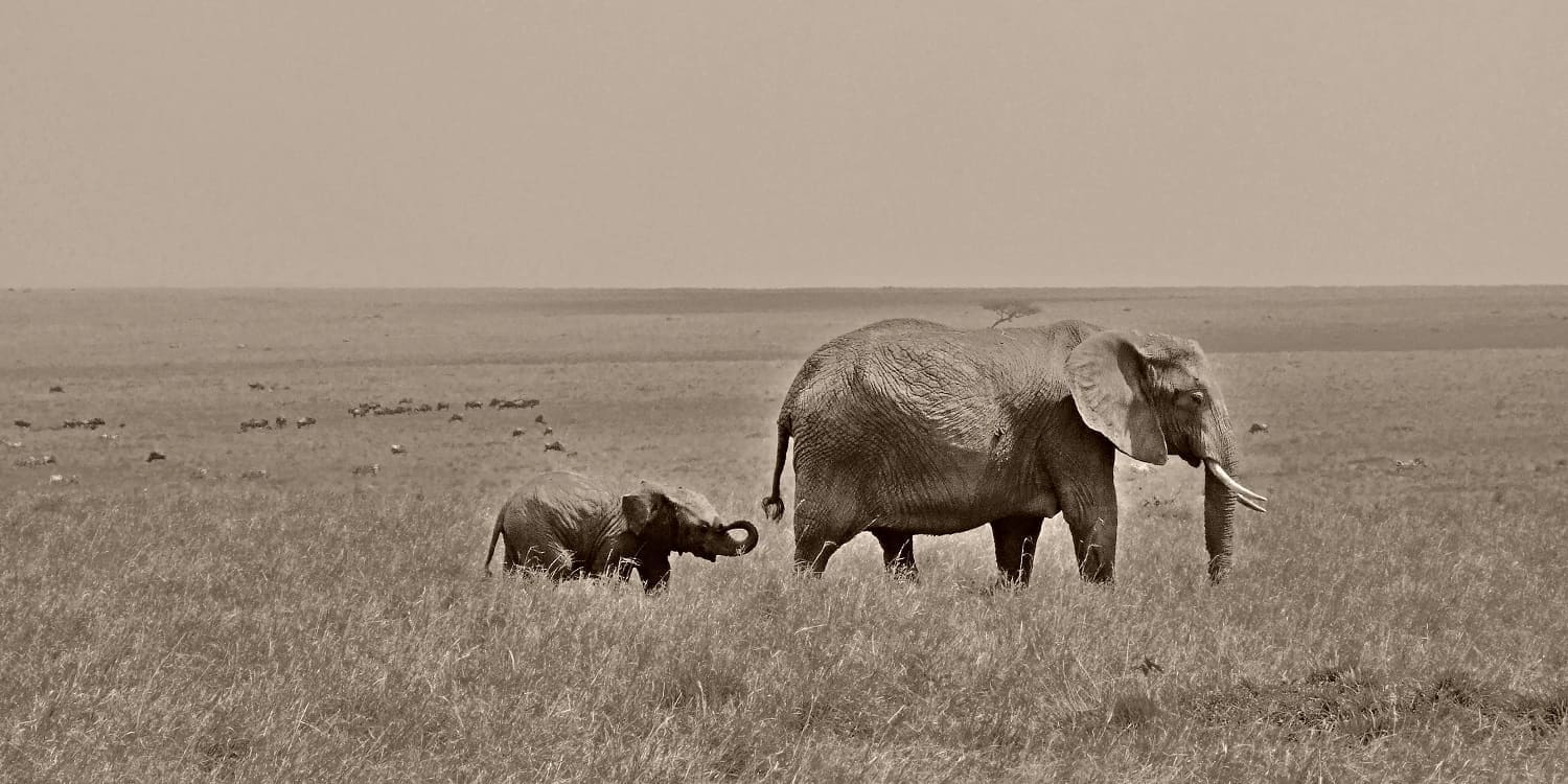 elephants in maasai mara kenya