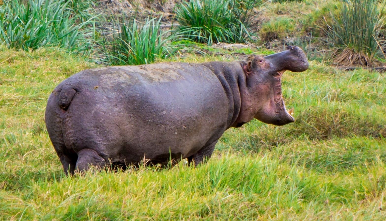 hippo kenya