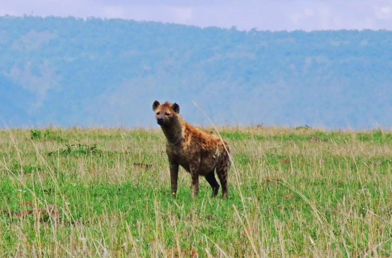 hyena