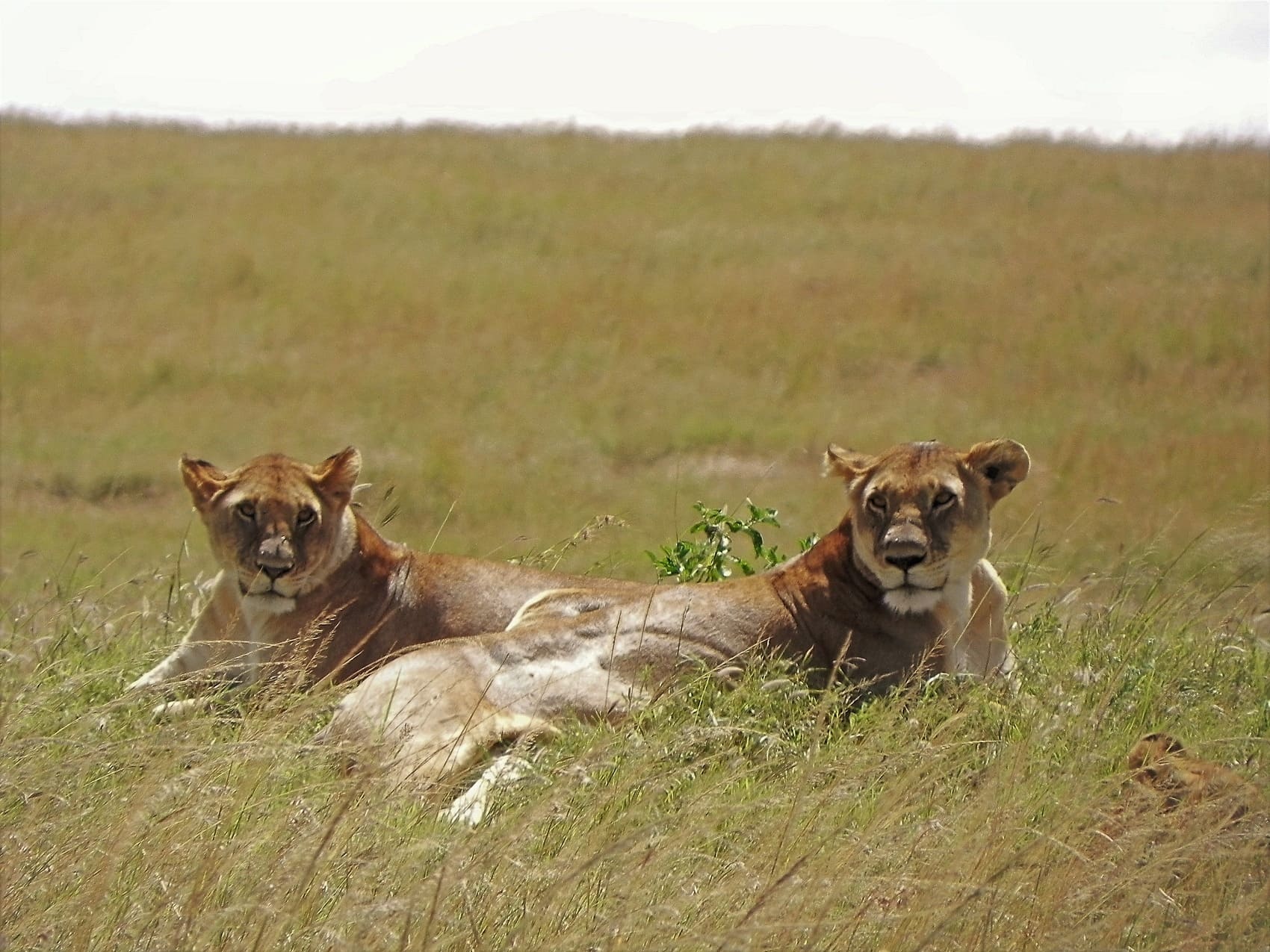 lions in kenya masai mara