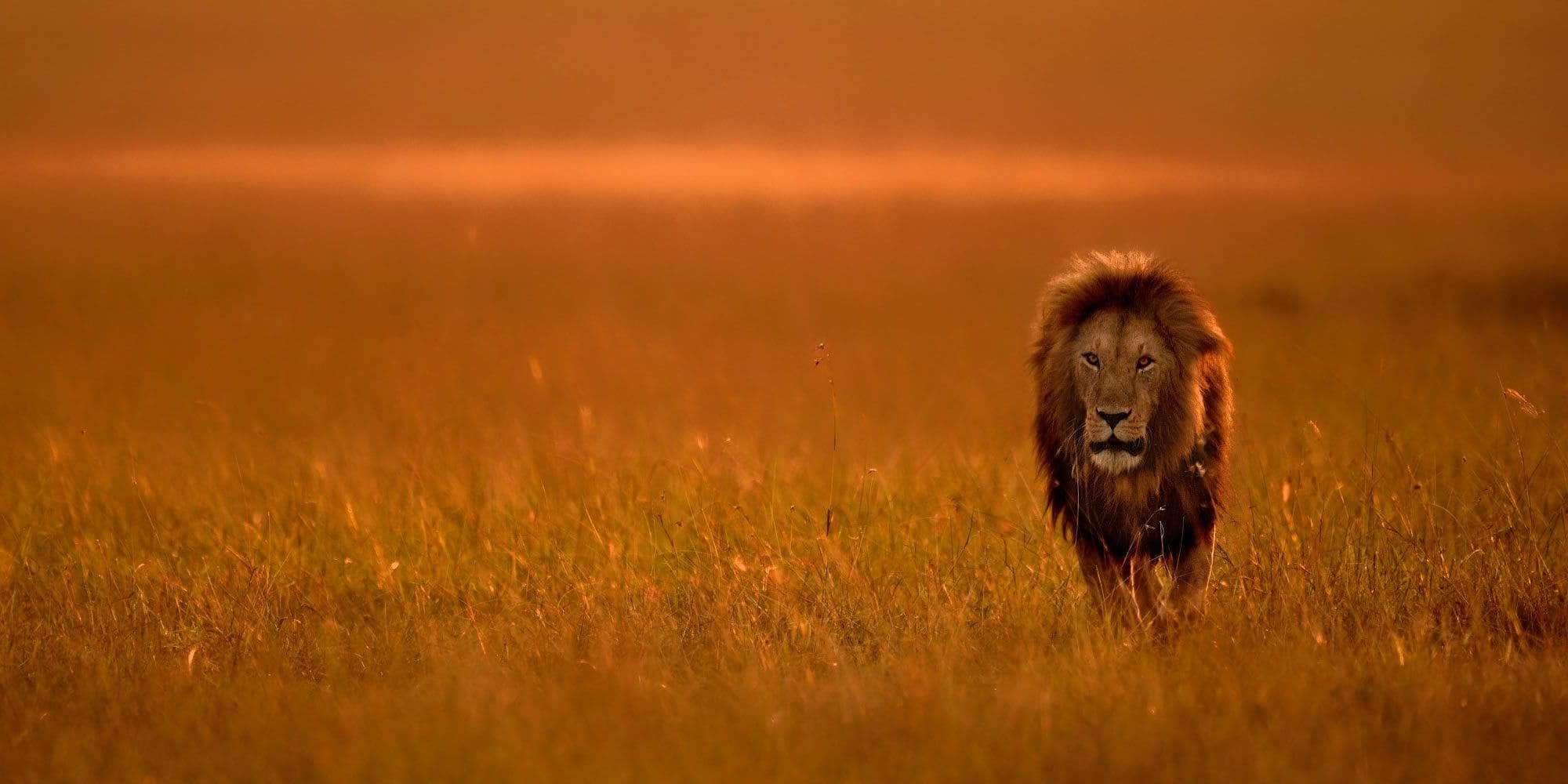 male lion entim main camp