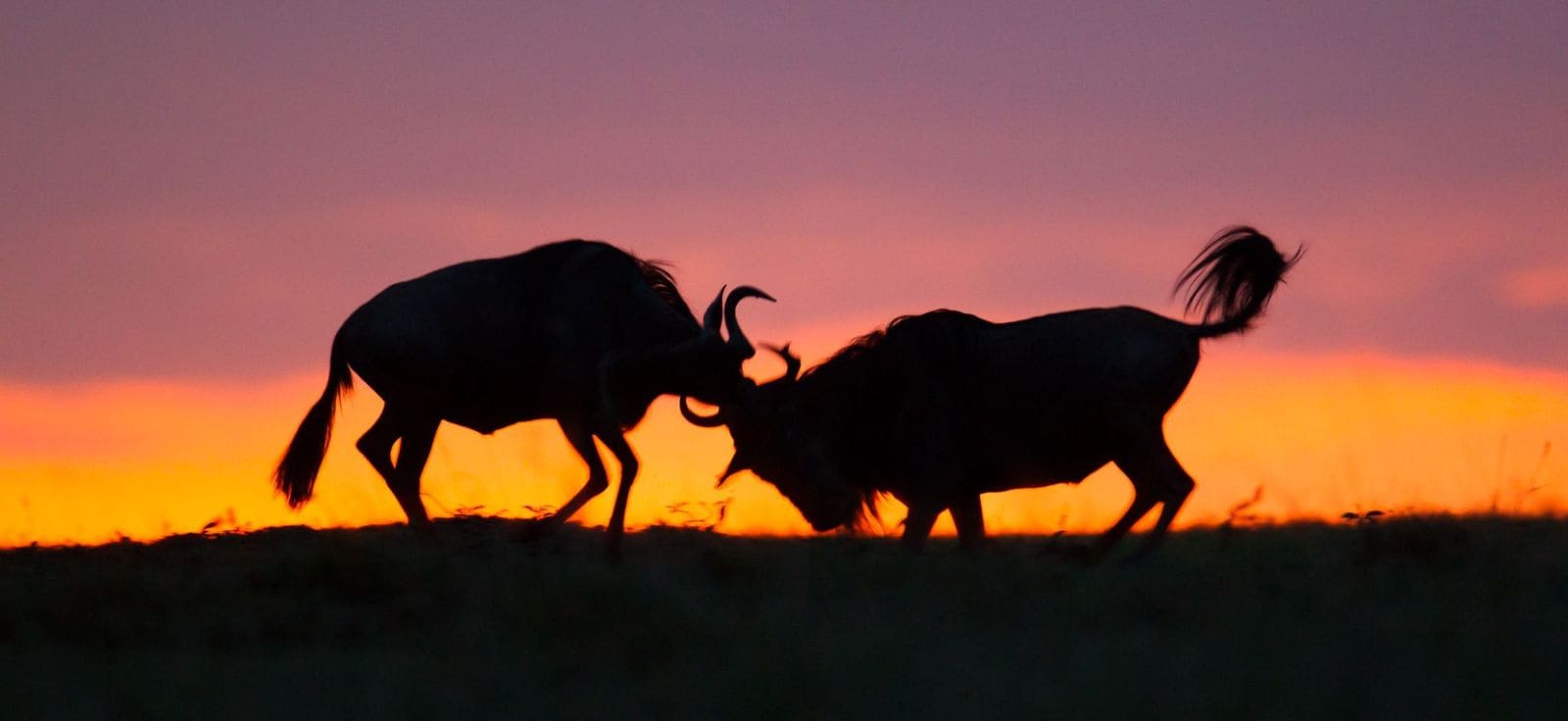 night game drives olerai conservancy
