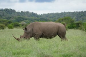 rhino masai mara
