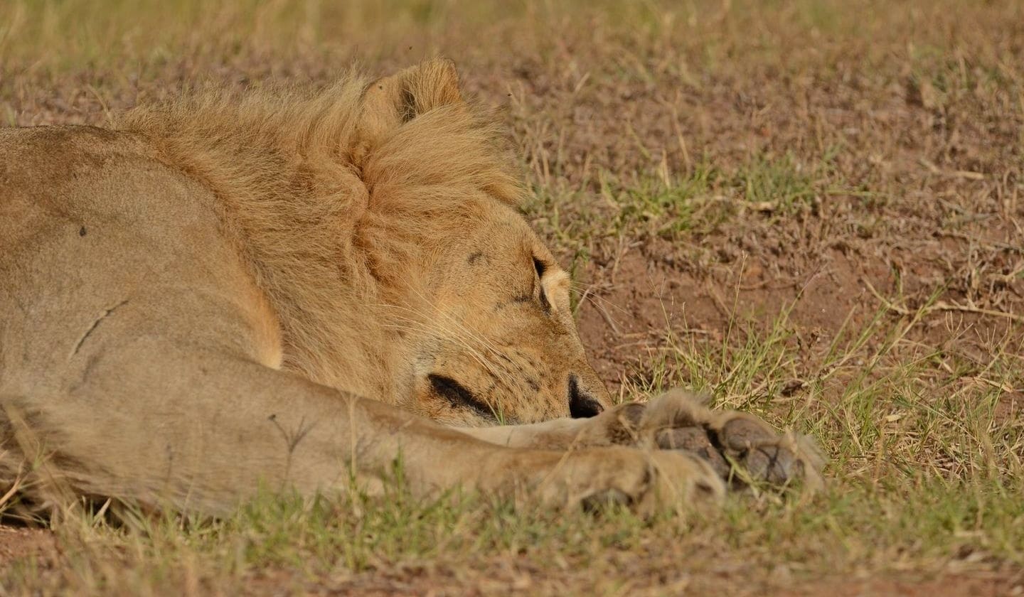 sleeping lion olerai conservancy