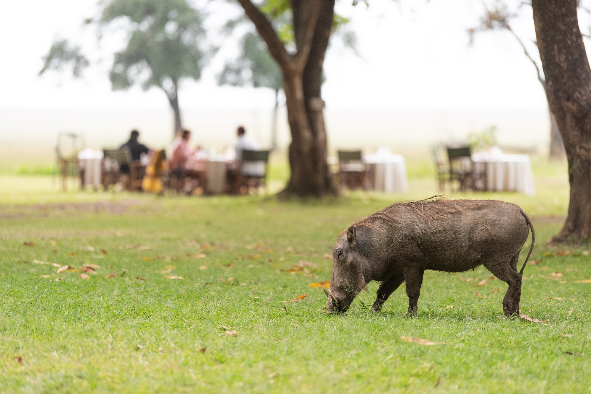 warthog masai mara