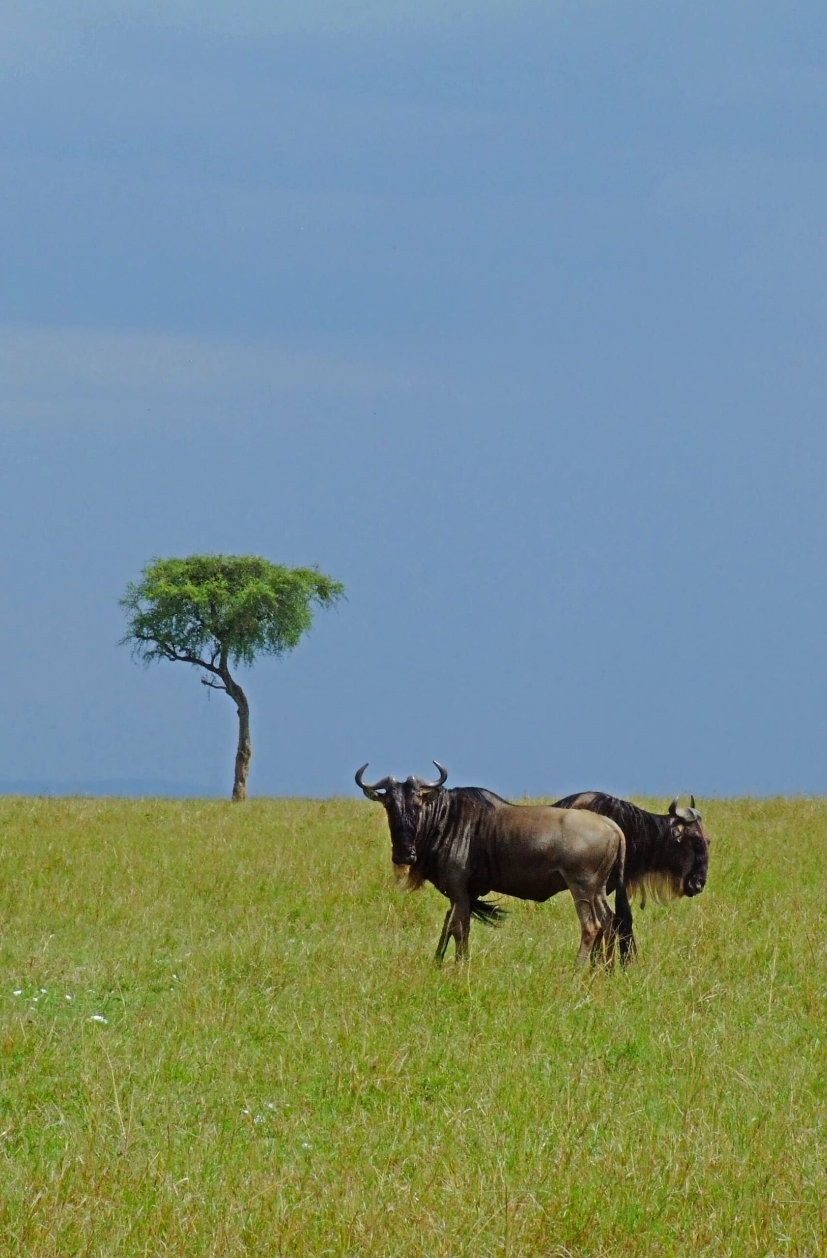 wildebeest best picture