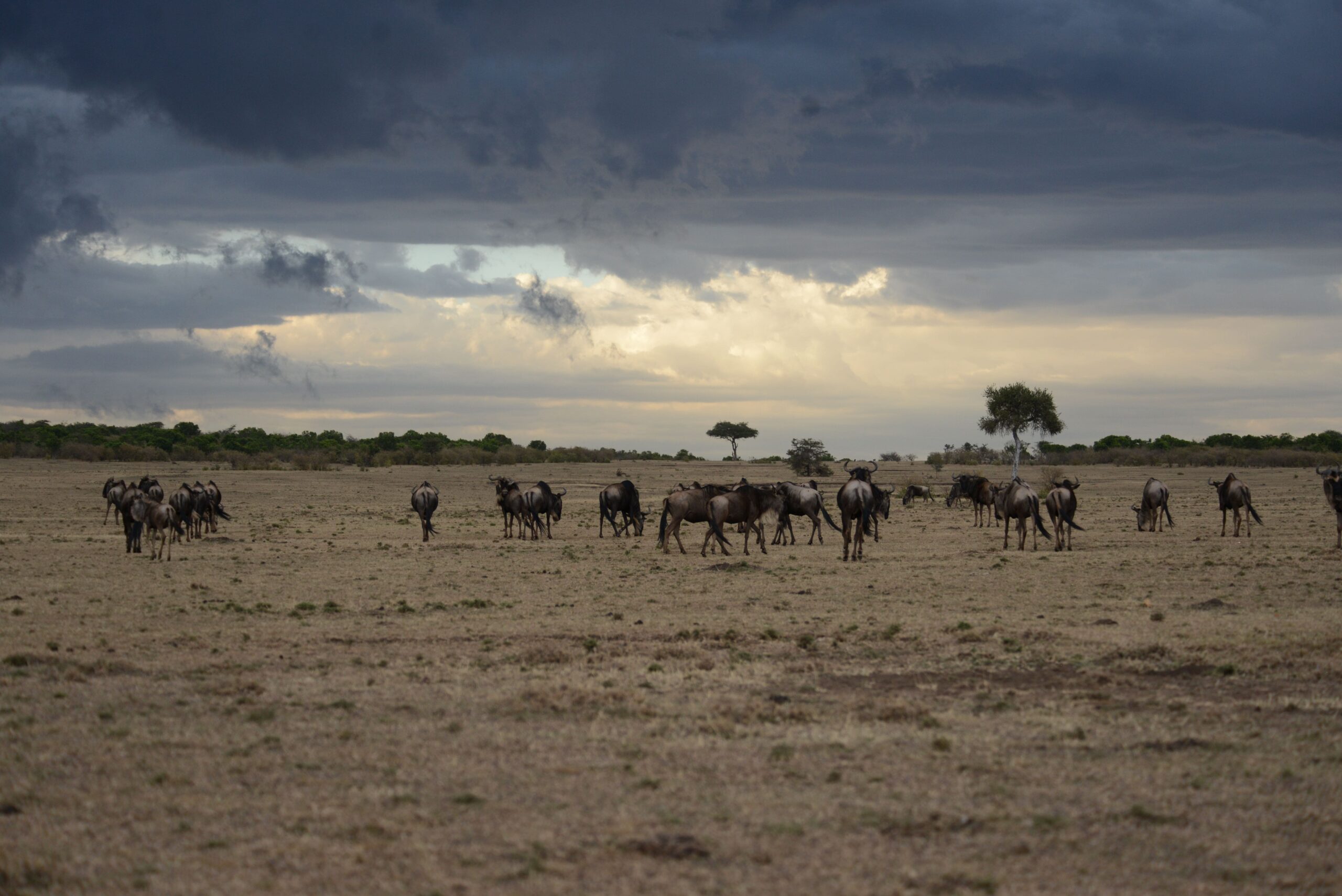 wildebeests olerai conservancy masai mara