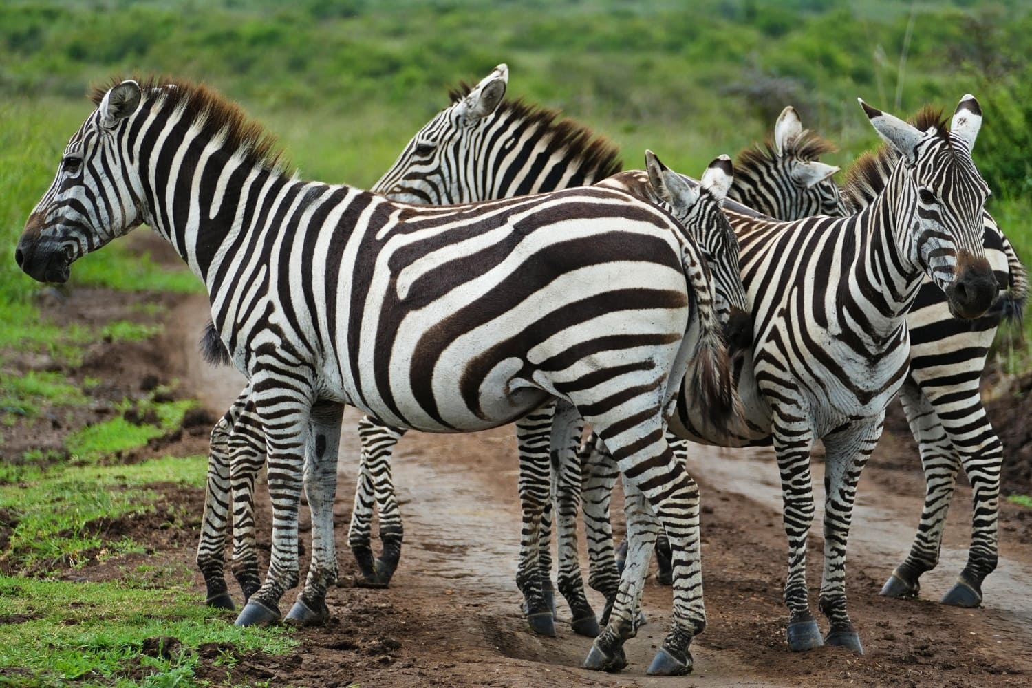 zebra masai mara