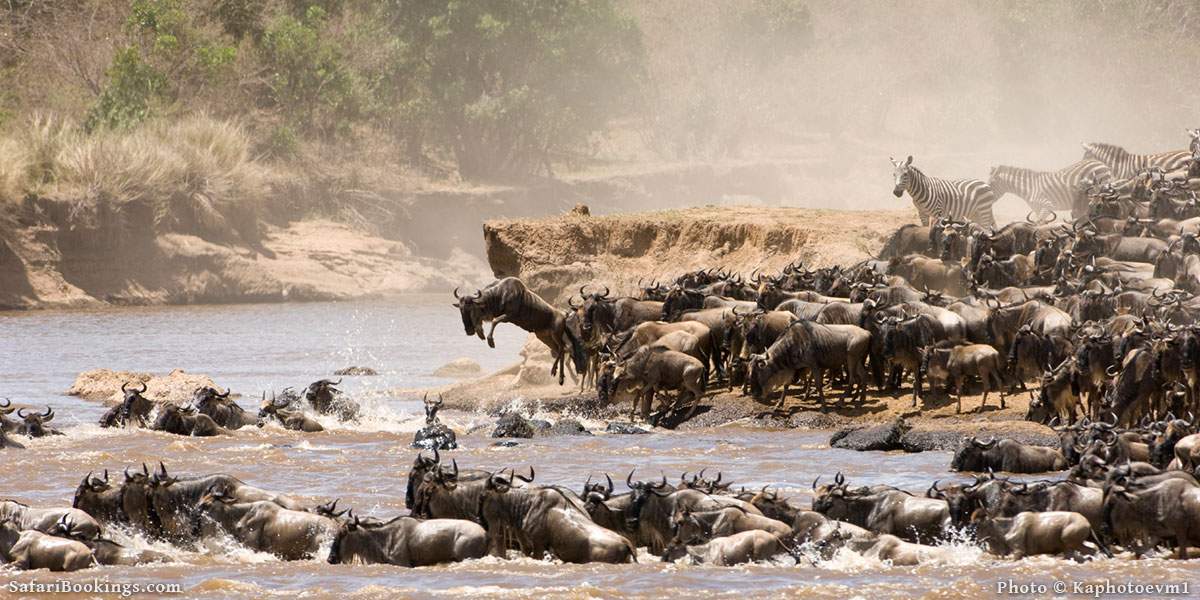 00 a wildebeest river crossing in the serengeti bw 600px