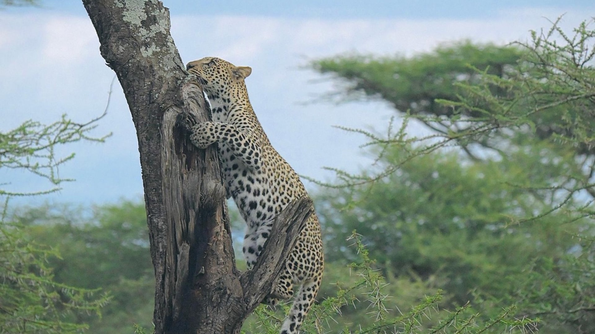 wildwatch africa tanzania suc dennis yamat leopard spotted climbing a tree 01 website 1920x1080 fill gravityauto q autobest