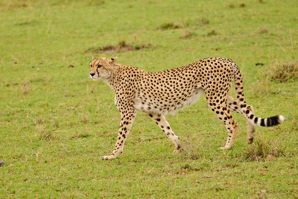 cheetah in the mara