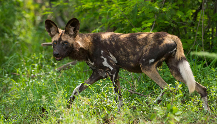 serengeti painted wolves project wild dog tanzania