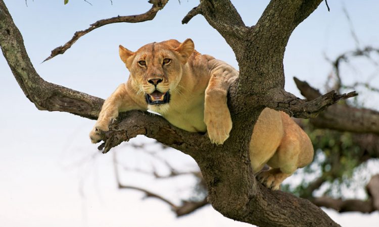 tree climbing lion