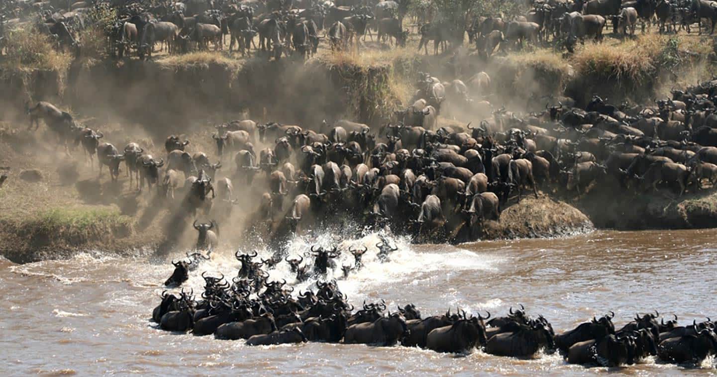 wildlife spectacle great migration tanzania