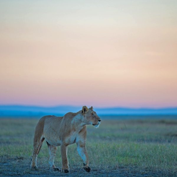 beautiful picture lioness masai mara
